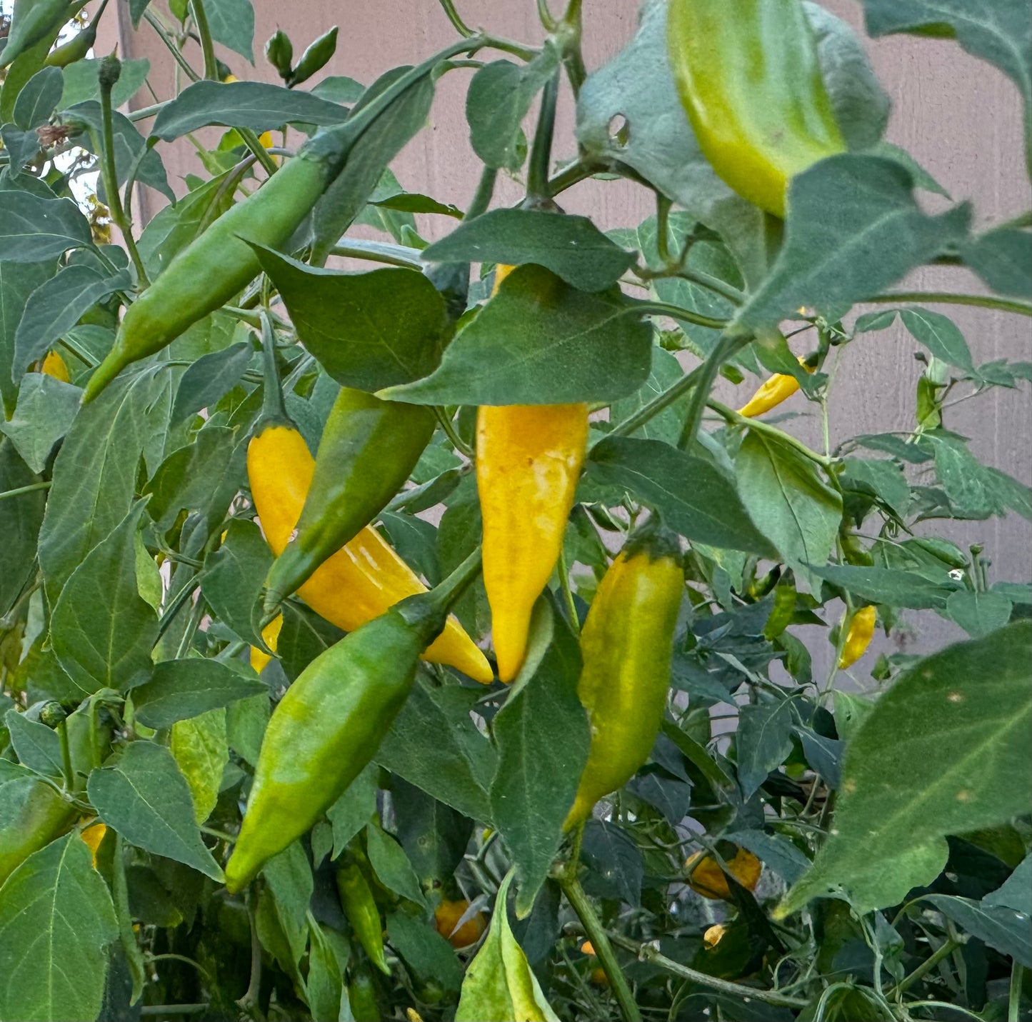 Aji Limo Non-GMO Heirloom Seeds