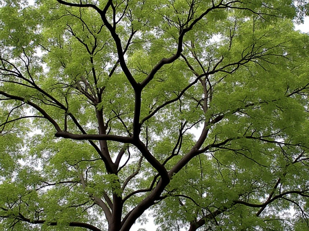 Dried Neem Leaf cut