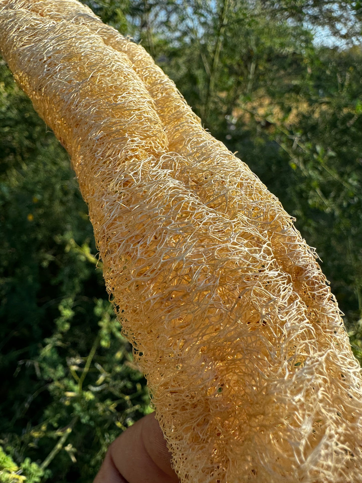 Loofah Seeds